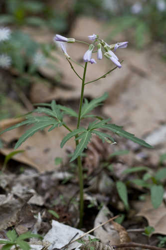 Cardamine concatenata #6